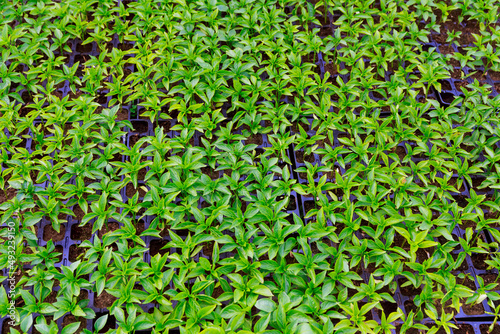 Pepper seedlings grow in a greenhouse. Beautiful green pepper leaves.