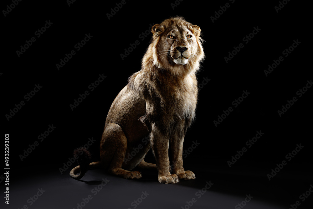 Fotografia Lion on Black
