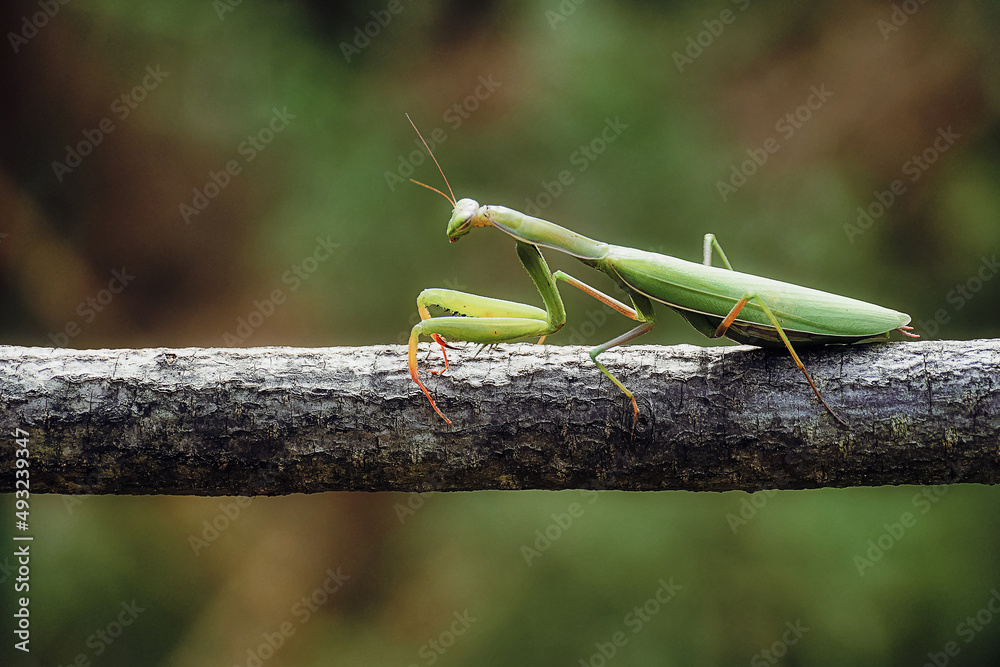 Praying mantis/Mante religieuse
