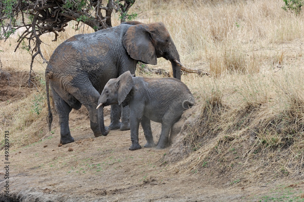 Elefant (Loxodonta africana), African bush elephant, mit Jungtier, Tansania.