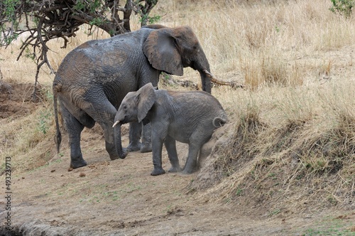 Elefant  Loxodonta africana   African bush elephant  mit Jungtier  Tansania.