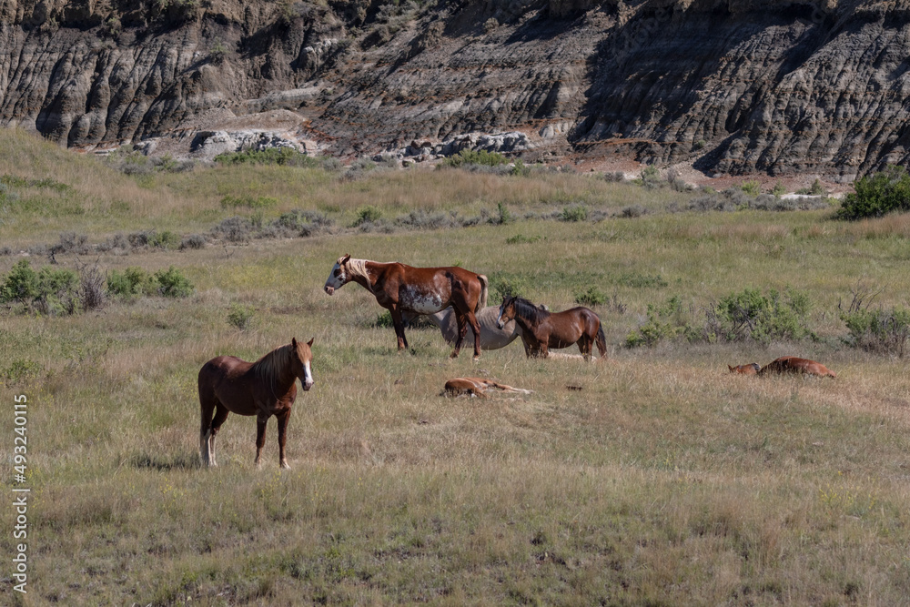 North dakota wild horses in the badlands
North dakota wild horses in the badlands