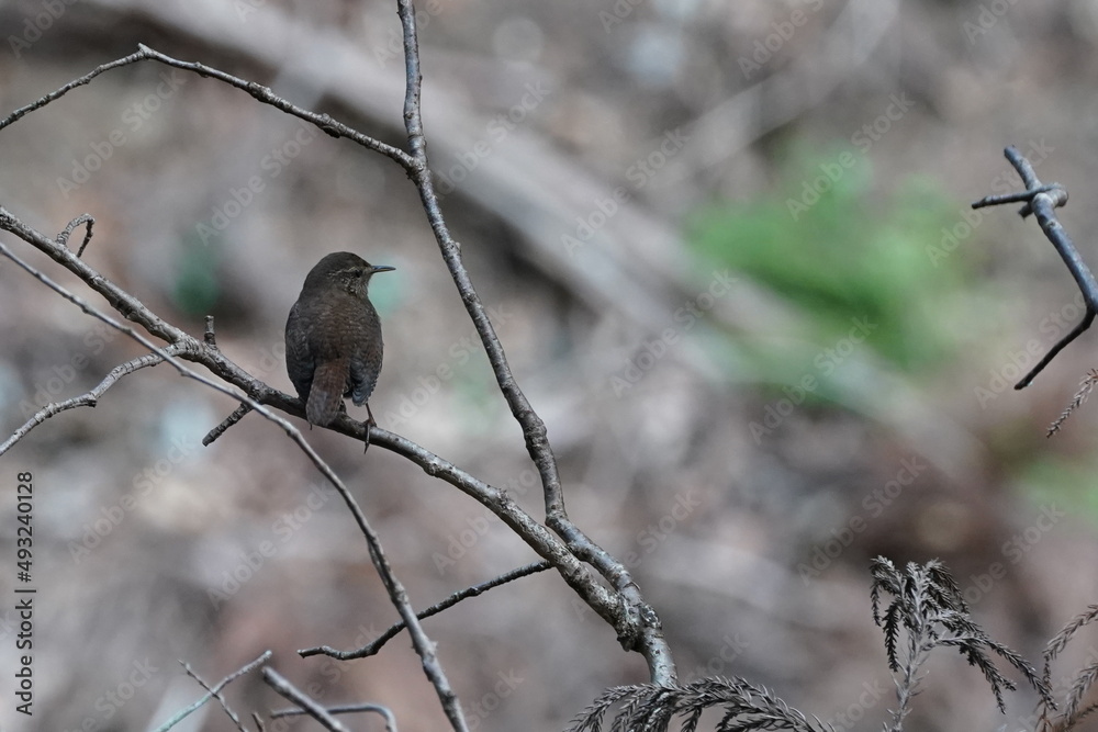 winter wren in the forest winter wren in the forest