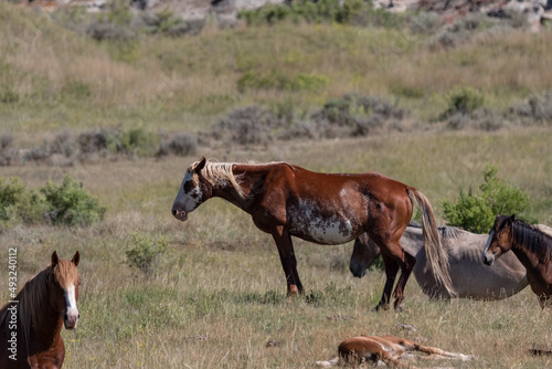 North dakota wild horses in the badlands 