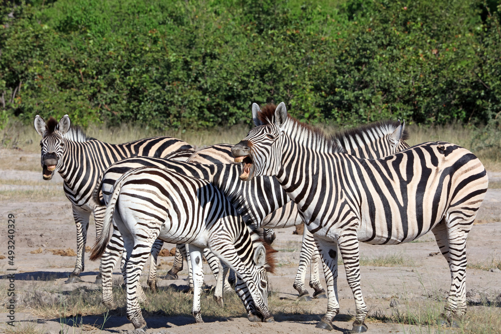 Zebra neighing, Okavango Delta Botswana
Zebra neighing, Okavango Delta Botswana