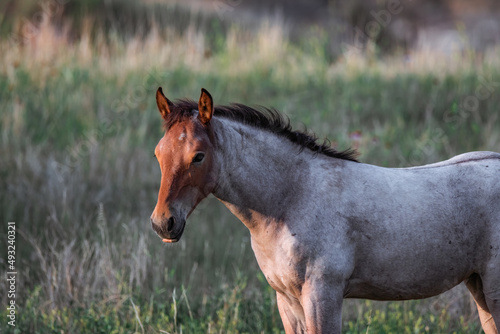 North dakota wild horses in the badlands 