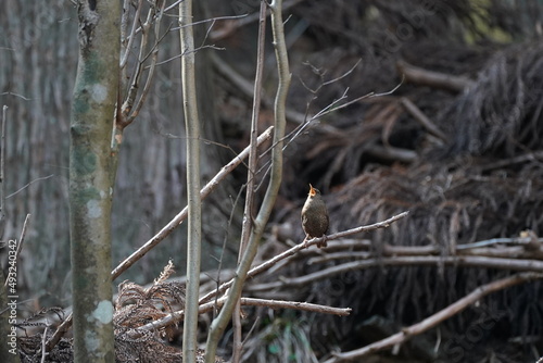 winter wren in the forest