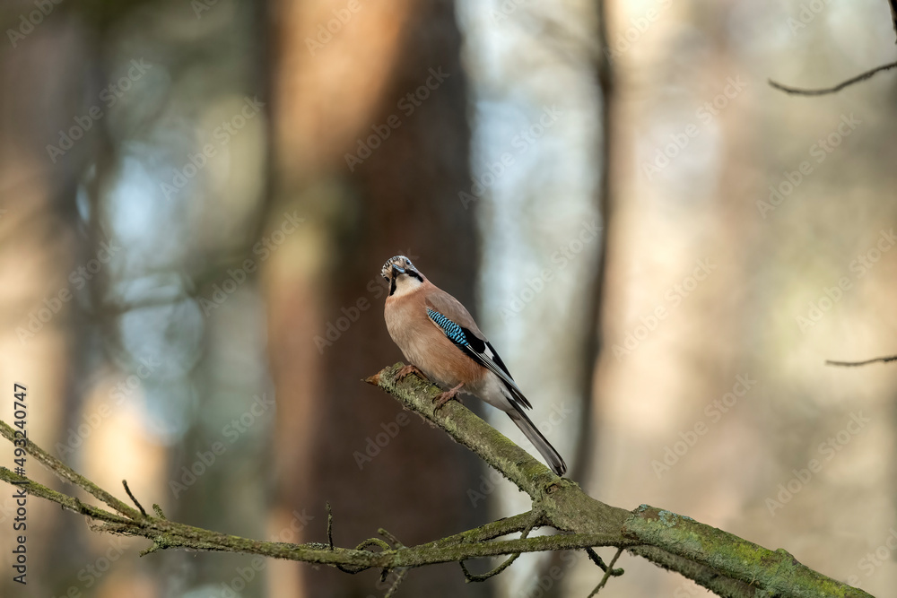 Naklejka premium Jay perched on a branch of a tree, with a blurred background in a forest close up in the winter