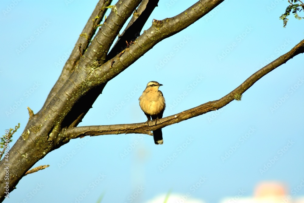 bird on a branch