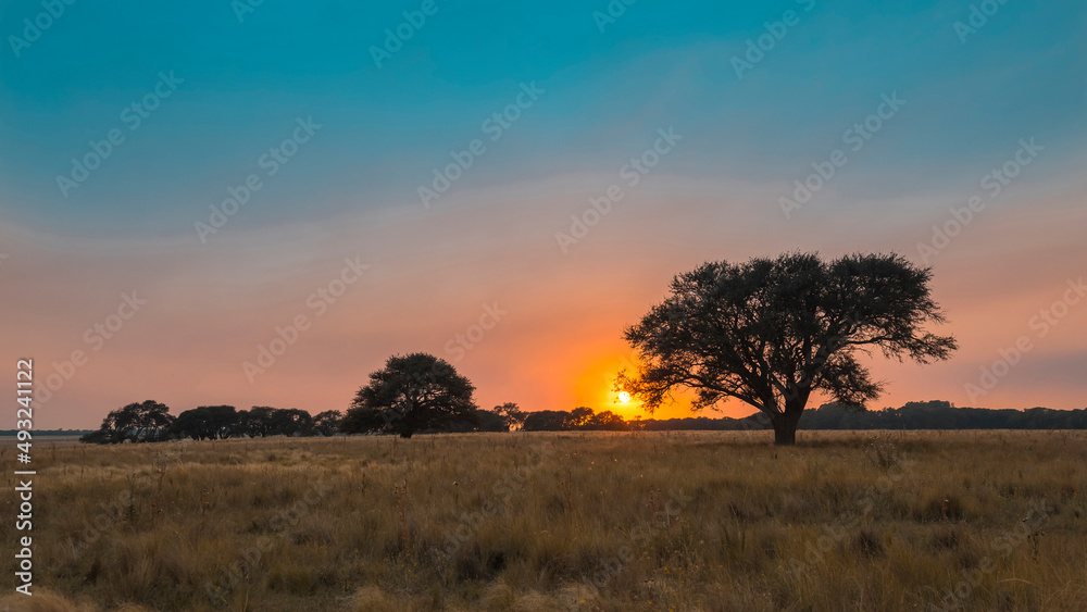 Pampas landscape, Argentina