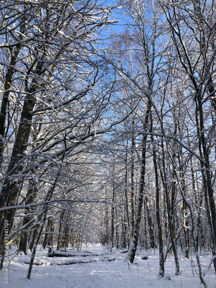 Fototapeta premium Winter forest