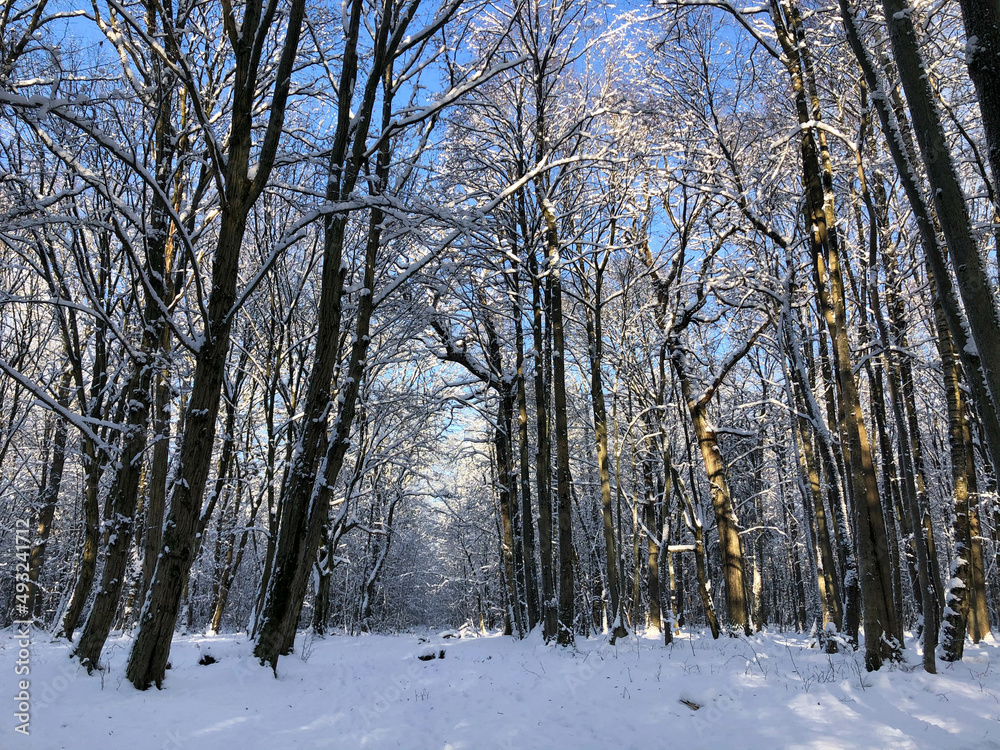 Fototapeta premium Winter forest