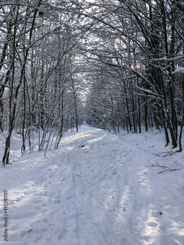 Winter forest © Violetta Korolkova 