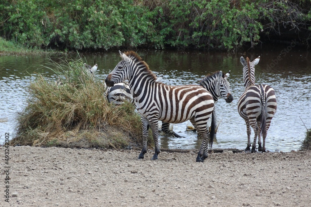 Zebras (Equus quagga), Quagga, am Wasserloch, Tansania. Zebras (Equus quagga), Quagga, am Wasserloch, Tansania.