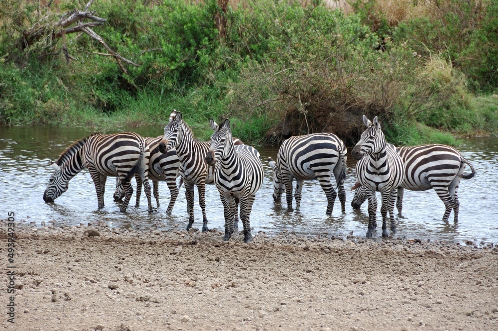 Obraz premium Zebras (Equus quagga), Quagga, am Wasserloch, Tansania.