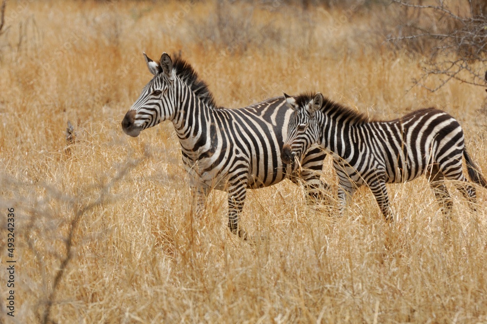 Zebras (Equus quagga), Quagga, in Tansania. Zebras (Equus quagga), Quagga, in Tansania.