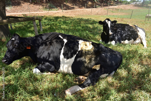 Cows with cannulas which act as porthole-like devices that allow access to the rumen of a cow, to perform research and analysis of the digestive system photo