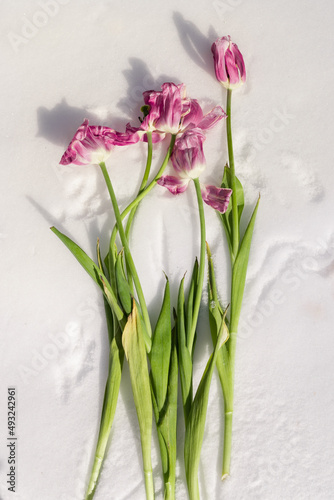 Symbol of death. Withered tulips on cold white snow. Summer Winter.