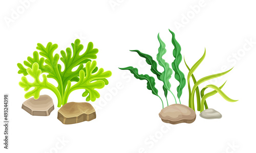 Algae seaweed plants set. Undersea biodiversity flora cartoon vector illustration