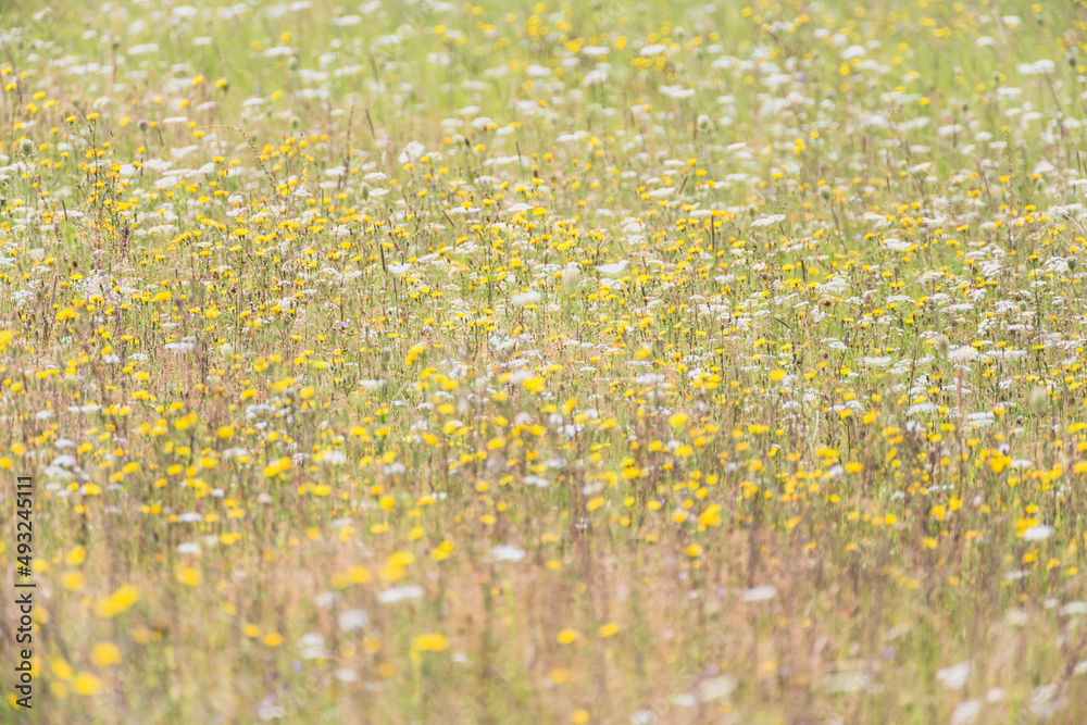 Fototapeta premium field of spring flowers