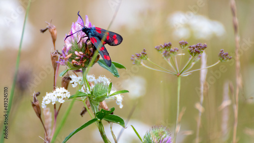 Zygaena lonicerae in nature photo