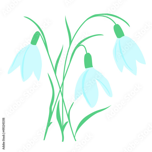Snowdrop. Flowers. Vector drawing. Illustration. Garden and vegetable garden