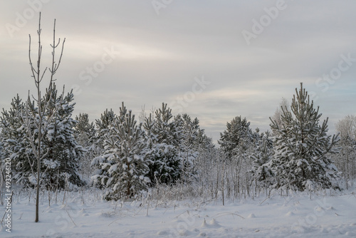 Beautiful frozen trees and bushes covered with snow on a cloudy sky background on an early winter morning. Extremely cold winter in Estonia.