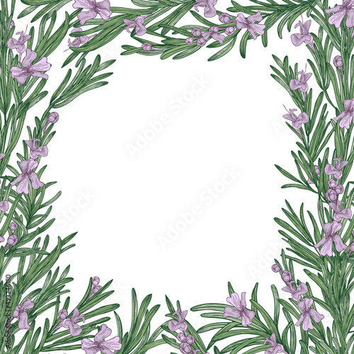Colored Square Realistic Rosemary Frame