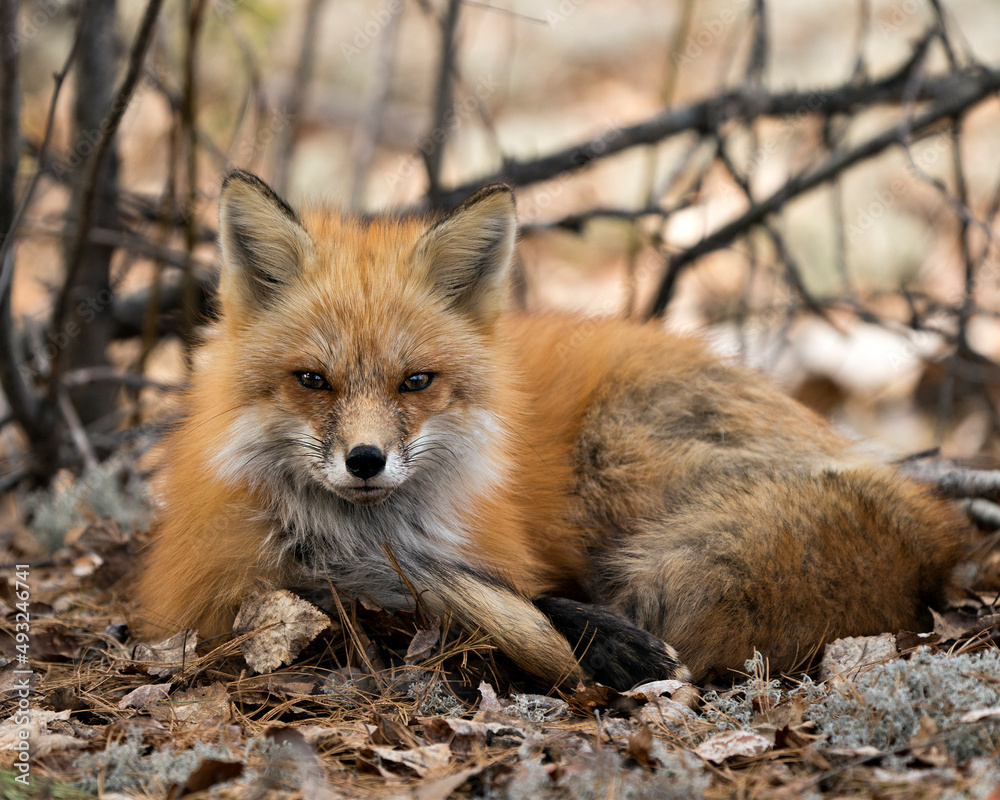 Red Fox Photo Stock. Fox Image. Resting on white moss and brown leaves in the spring season displaying fox tail, fur, in its environment and habitat with a blur branches background. Portrait. Red Fox Photo Stock. Fox Image. Resting on white moss and brown leaves in the spring season displaying fox tail, fur, in its environment and habitat with a blur branches background. Portrait.