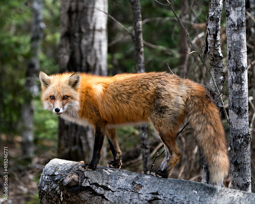 Red Fox Photo Stock. Fox Image. Close-up profile view standing on a log  in the spring season with blur forest background in its environment and habitat. Picture. Portrait. Photo. ©  Aline