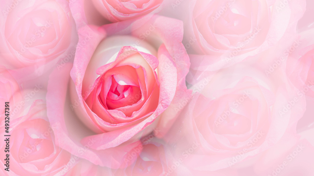 Double exposure of pink rose flowers blooming for romantic background.