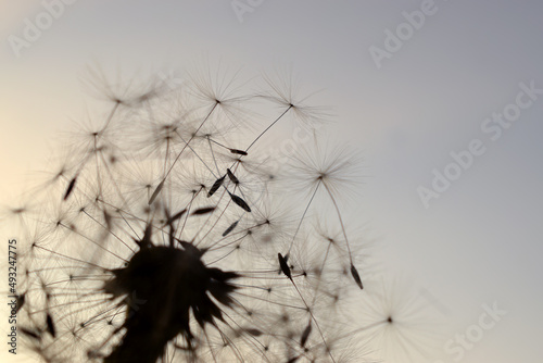 Dandelion flower. Summer morning.