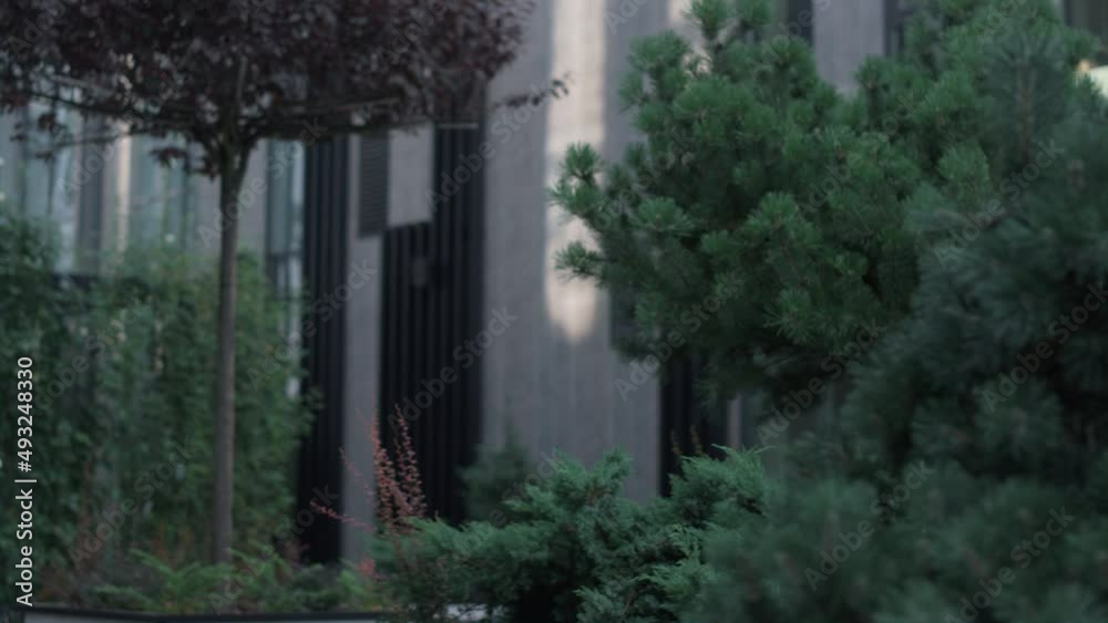 Green trees at office building at downtown area. Lush plants at back yard. Green trees at office building at downtown area. Lush plants at back yard.