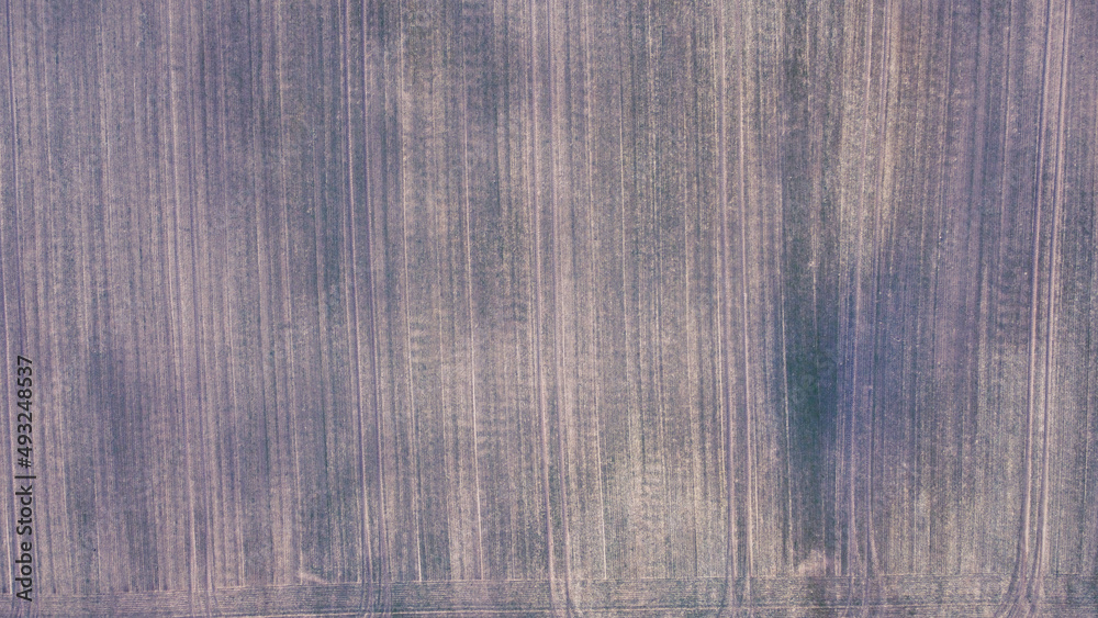 Fototapeta premium Purple pattern. Texture of polish field