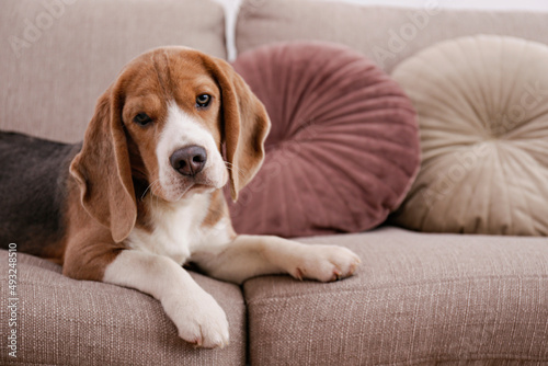 Curious beagle puppy looking at the camera. Adorable doggy with long ears, alone on the couch at home. Close up, copy space, cozy interior background.