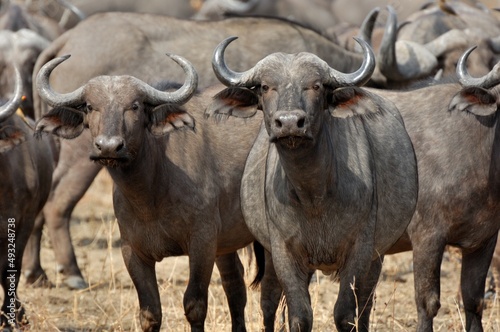 Büffel (Syncerus caffer), African buffalo, am Ufer des Luangwa River, Sambia.