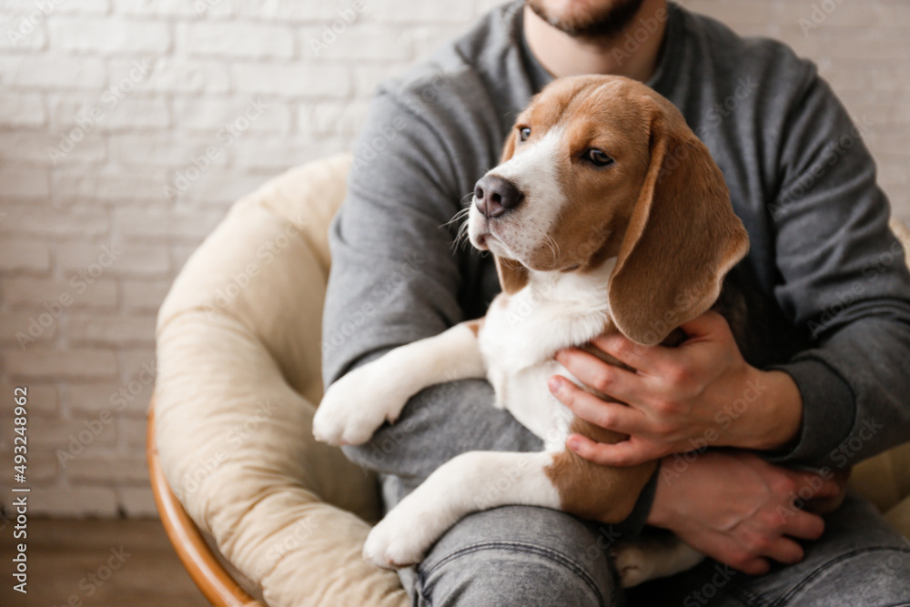 Unrecognizable man sitting in a papasan chair petting the adorable beagle pup on his lap. Sleepy dog chilling with his human friend. Close up, copy space, background. Unrecognizable man sitting in a papasan chair petting the adorable beagle pup on his lap. Sleepy dog chilling with his human friend. Close up, copy space, background.