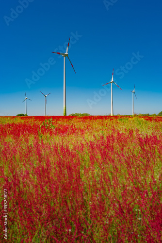 Beautiful farm landscape with meadow red flowers and wind turbines to produce green energy in Germany, Summer, at sunny day and blue sky.
