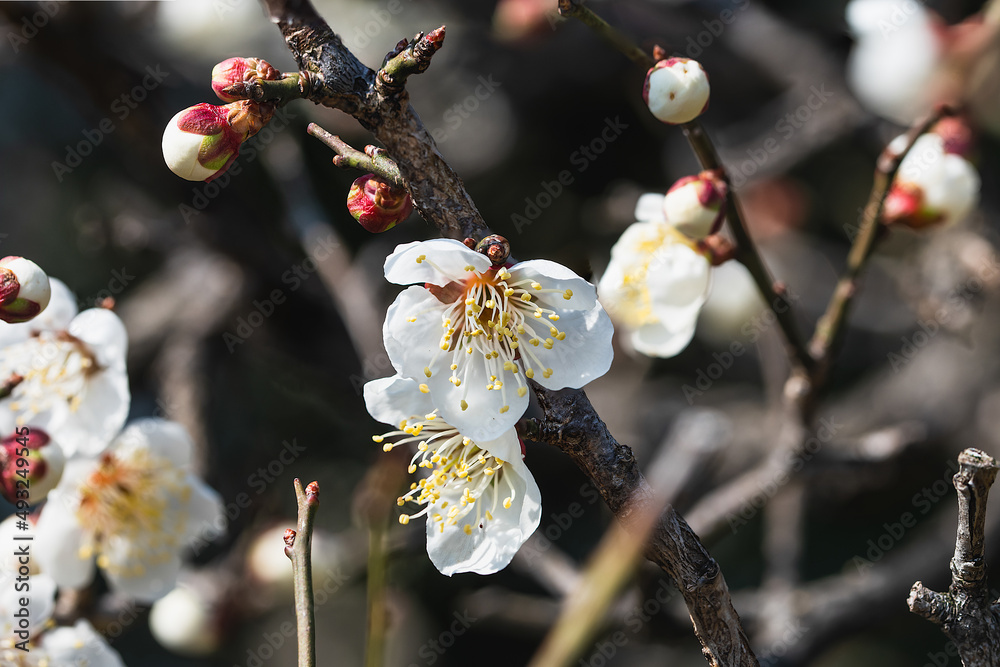 開花が始まった庭の白梅