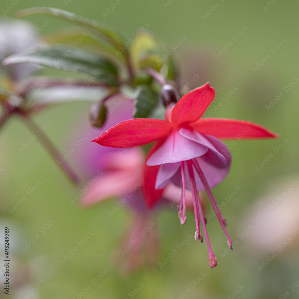 Fototapeta premium Isolated one flower fuchsia on macro flower detail photo. 