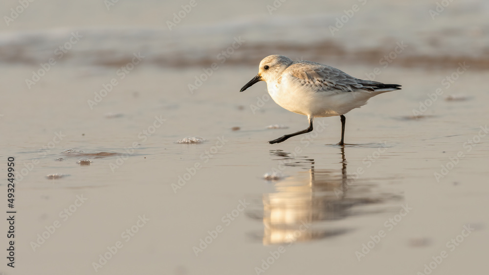 Sanderling (Calidris alba), North Norfolk Coast, UK Sanderling (Calidris alba), North Norfolk Coast, UK