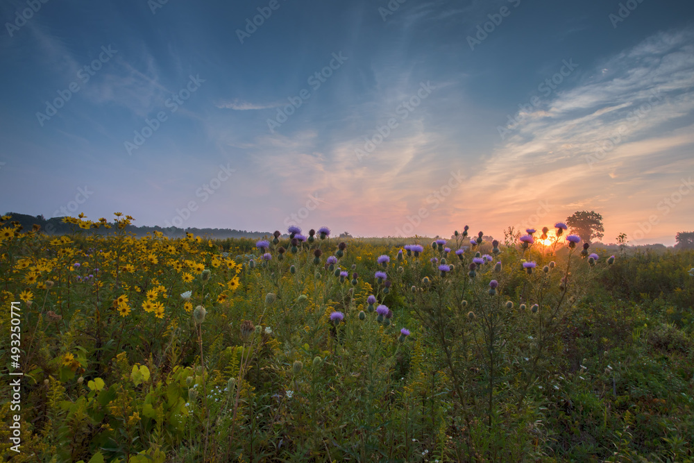 Spectacular sunrise sunburst through prairie wildflowers in IL.
