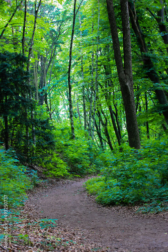A hiking trail in shady forest  woods in summer. Tall  ancient trees with thick dark green foliage in their crowns. Path in deep green wood in spring day. Natural landscape vertical photo. Eco tourism