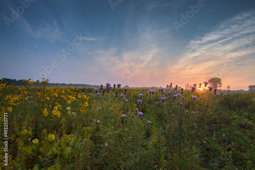 Spectacular sunrise sunburst through prairie wildflowers in IL.