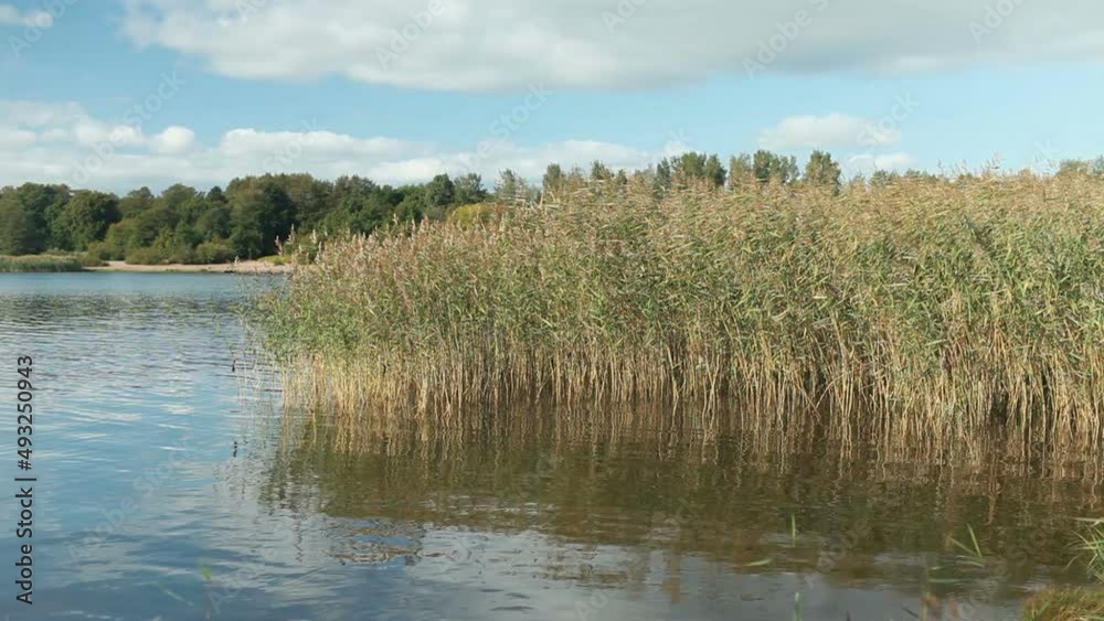 fishing on a lake overgrown with reeds on a warm autumn day fishing on a lake overgrown with reeds on a warm autumn day