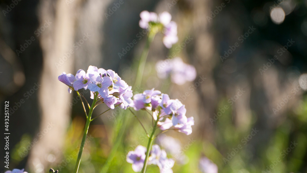Flores silvestres de pétalos morados en vereda de camino rural Flores silvestres de pétalos morados en vereda de camino rural