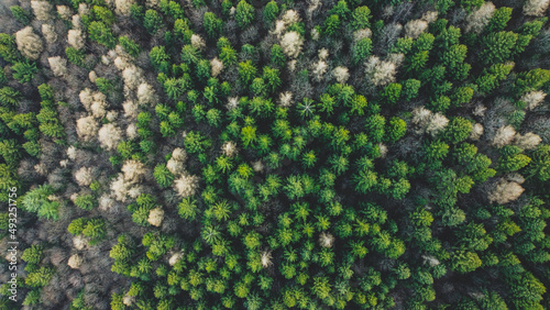 Aerial shot of evergreen coniferous forest, top down view. Green trees texture for natural background.