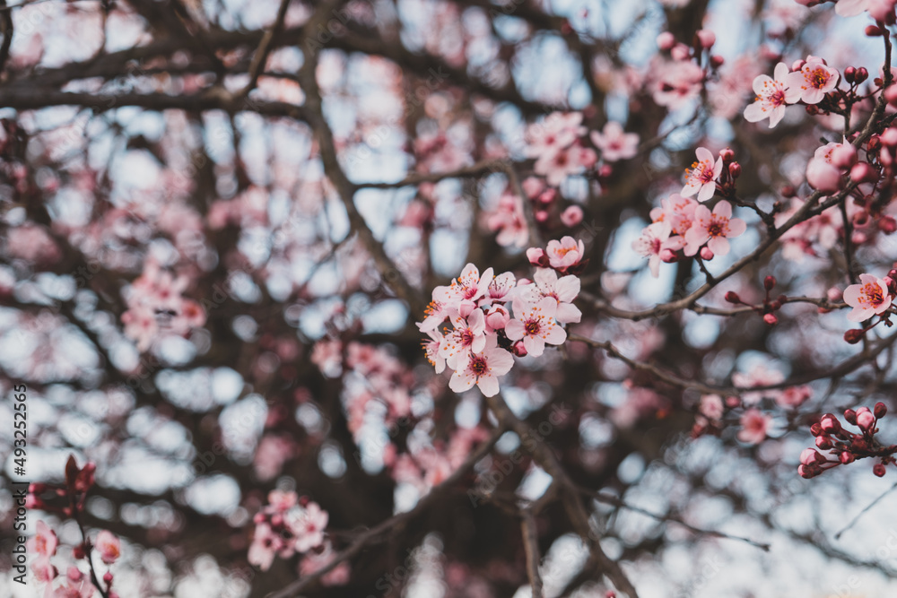 Spring blossoms. Tree branch with beautiful fresh pink flowers in full bloom, close up. Blooming sakura. Floral background.