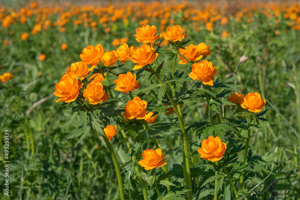 trollius flowers orange meadow summer