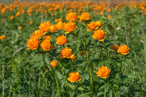 trollius flowers orange meadow summer © Iri_sha
